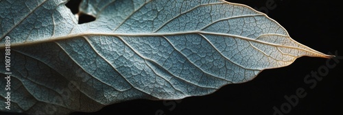 Close up of a detailed dried leaf highlighting its texture against a dark bac...