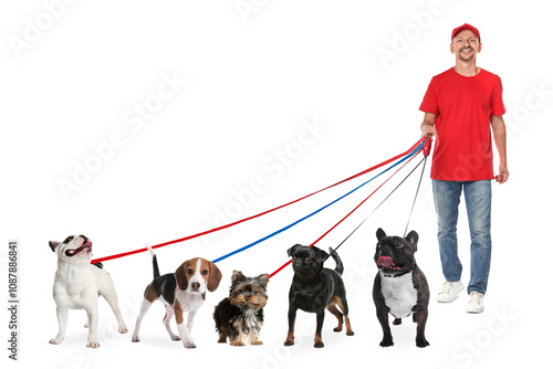 Sticker Dog walker with five different dogs on white background