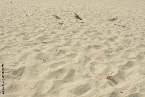 seagulls on the white sand beach