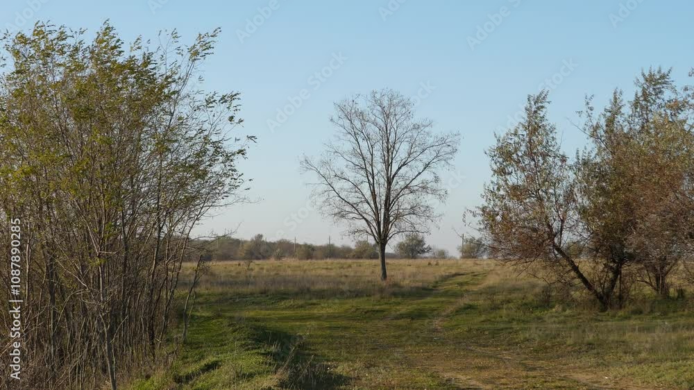 Serene rural landscape with a dirt path flanked by trees and a lone tree standing against a clear sky. Early autumn setting, calm natural scene Serene rural landscape with a dirt path flanked by trees and a lone tree standing against a clear sky. Early autumn setting, calm natural scene