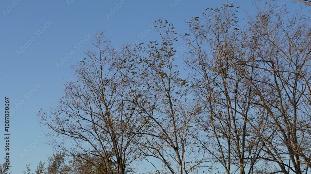 Windy autumn scene with sparse leaves on tree branches swaying against a clear blue sky. The gentle movement emphasizes the simplicity of nature during the seasonal change. Windy autumn scene with sparse leaves on tree branches swaying against a clear blue sky. The gentle movement emphasizes the simplicity of nature during the seasonal change.