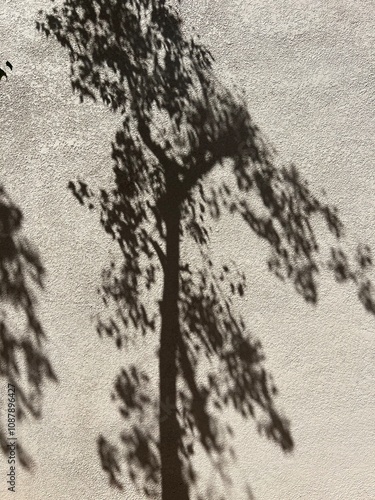 shadow of a tree