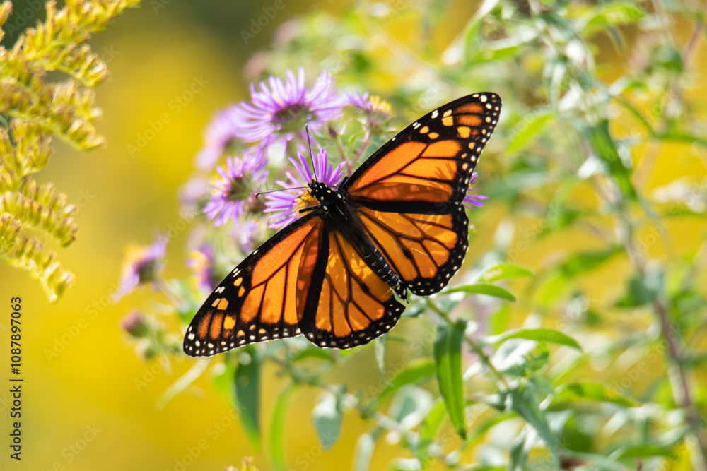 Monarch Butterfly Resting on Purple Wildflower Monarch Butterfly Resting on Purple Wildflower