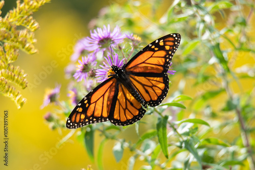 Monarch Butterfly Resting on Purple Wildflower