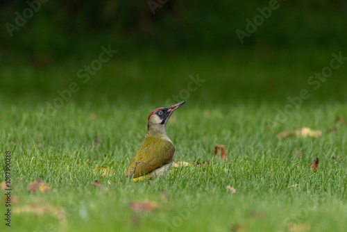 A European Green woodpecker (Picus viridis) searching for food on the meadow.