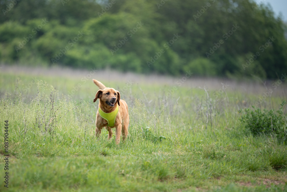 Yellow rescued dog during obedience training Yellow rescued dog during obedience training