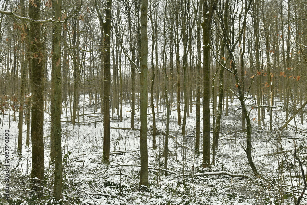 Jeunes hêtres sous la neige en forêt de Soignes à Woluwe-St-Pierre 