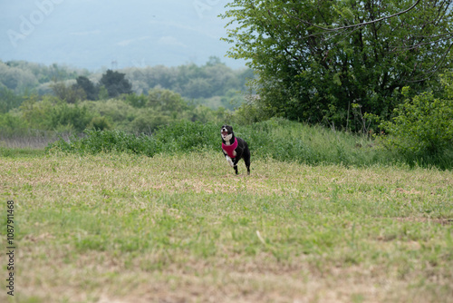 Black and white rescued dog during obedience training