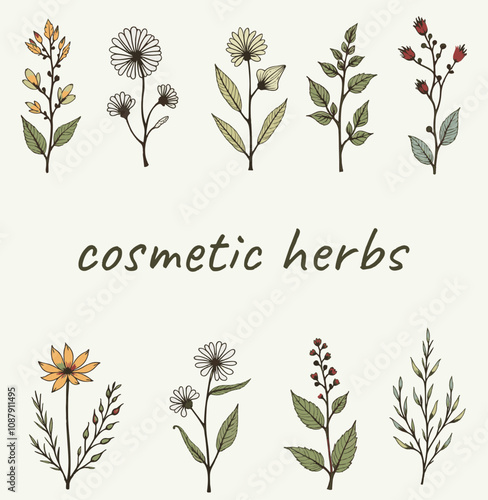 A collection of vector hand-drawn herbs and spices, showcasing vintage and modern botanical elements. Includes finely detailed line art of leaves, branches, and blossoming flowers.