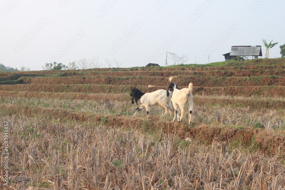 Fototapeta premium group of goat eating grass