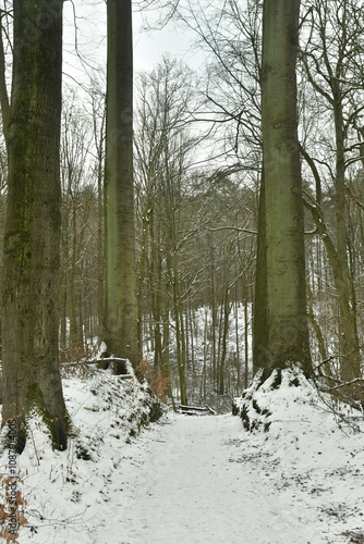 Wallpaper Mural Chemin en pavés sous la neige en pleine forêt de Soignes à Woluwe-St-Pierre (Bruxelles)  Torontodigital.ca