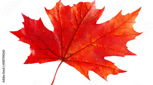 Vibrant red sugar maple leaf isolated on white background autumn foliage