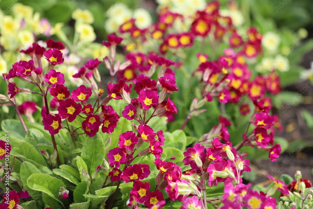 Primrose, primula vulgaris flowers in spring garden. Primrose, primula vulgaris flowers in spring garden.