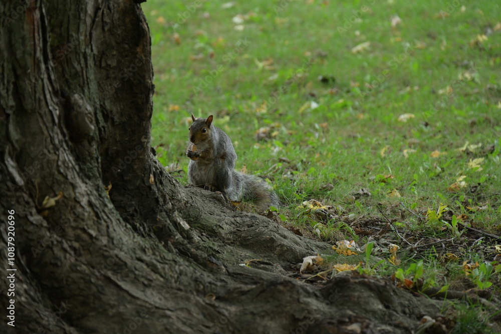 squirrel on the background of the landscape, squirrel on the background of the landscape,
