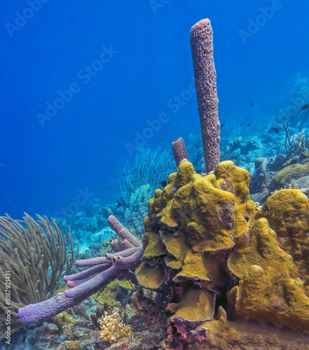 Caribbean coral garden, Bonaire in summer photo