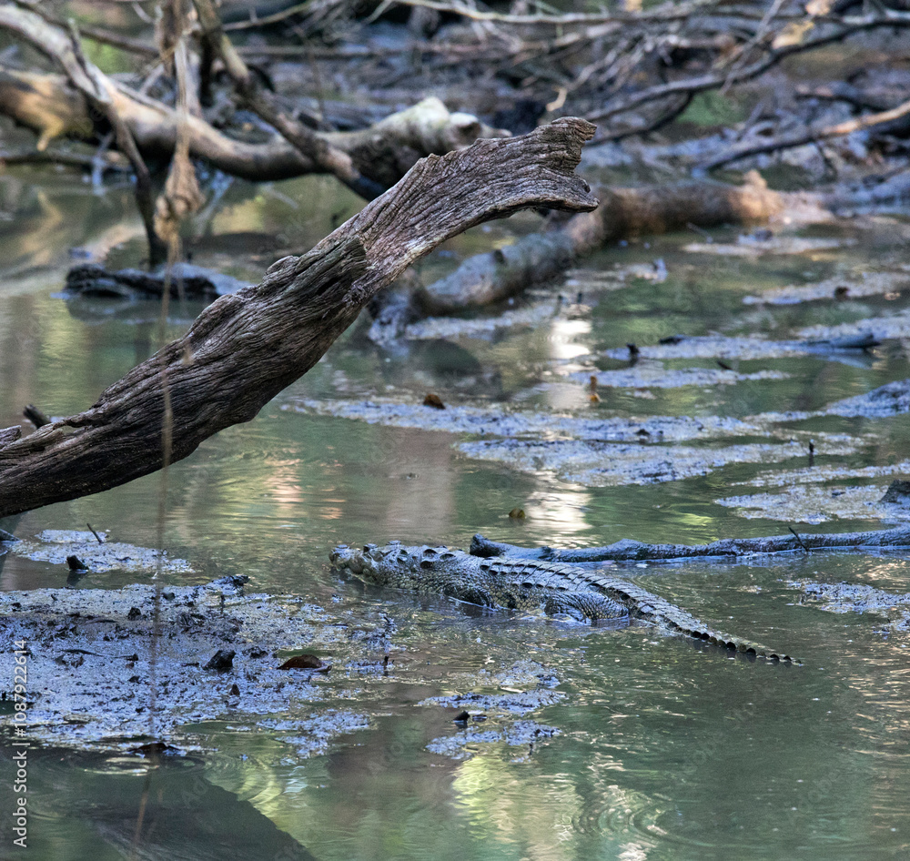 Photo of Morelet crocodile Photo of Morelet crocodile