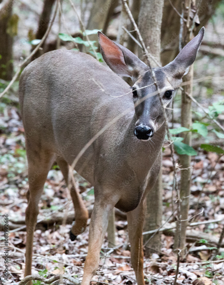 A close photo of white-tailed deer A close photo of white-tailed deer