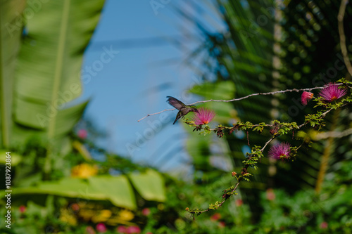 Colibri Guadeloupe