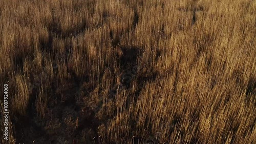 Wild hogs walking in field