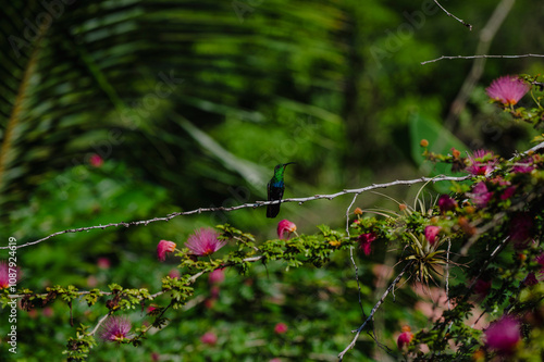 Colibri Guadeloupe