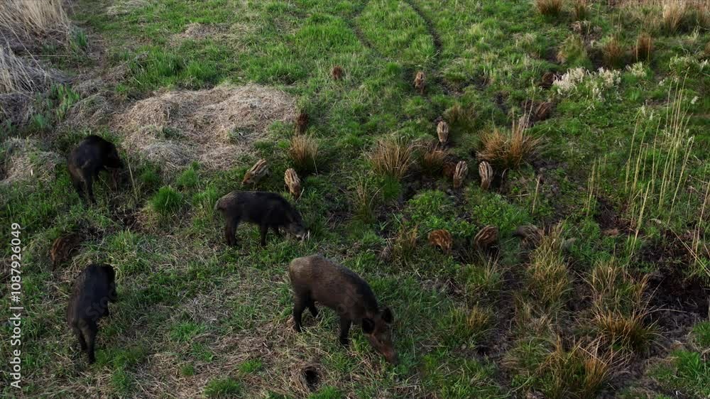 Couple of wild boars in the field filmed from drone Couple of wild boars in the field filmed from drone