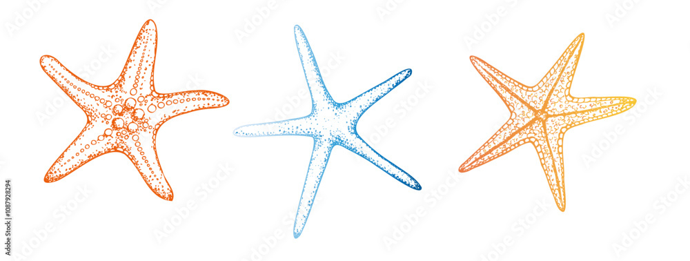 Vector starfish. Hand painted line sketch. Graphic tropical clip art isolated on background. Underwater illustration. For designers, invitations, decoration, postcards, wrapping paper, scrapbooking Vector starfish. Hand painted line sketch. Graphic tropical clip art isolated on background. Underwater illustration. For designers, invitations, decoration, postcards, wrapping paper, scrapbooking