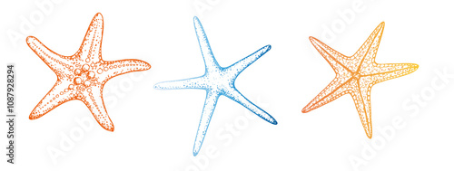 Vector starfish. Hand painted line sketch. Graphic tropical clip art isolated on background. Underwater illustration. For designers, invitations, decoration, postcards, wrapping paper, scrapbooking
