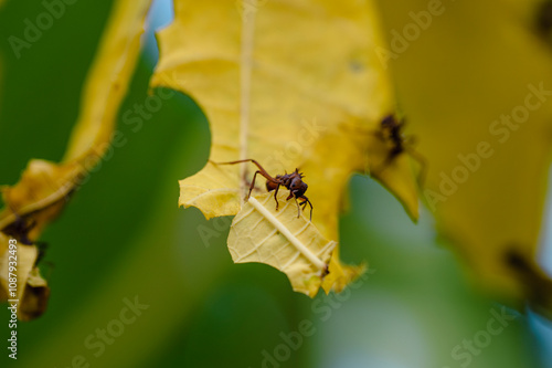 Fourmis manioc de Guadeloupe