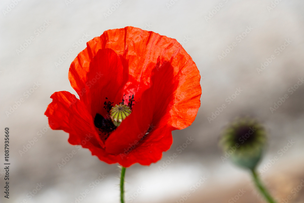 Naklejka premium Poppy flower head on a natural seed head blurred background, selective focus, abstract view