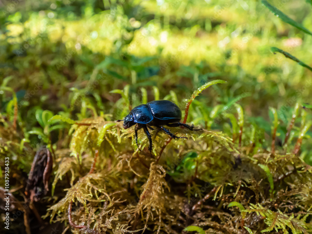 Close-up of the earth-boring dung beetle - Geotrupes stercorarius walking on a green moss in forest. Autumn scenery Close-up of the earth-boring dung beetle - Geotrupes stercorarius walking on a green moss in forest. Autumn scenery