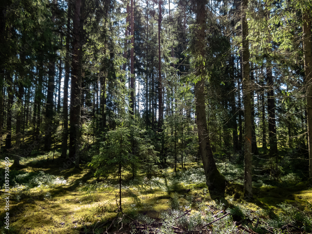Misty, calm sunrise morning in the forest with golden sunlight shining through trees. Dreamy scenery in woods Misty, calm sunrise morning in the forest with golden sunlight shining through trees. Dreamy scenery in woods