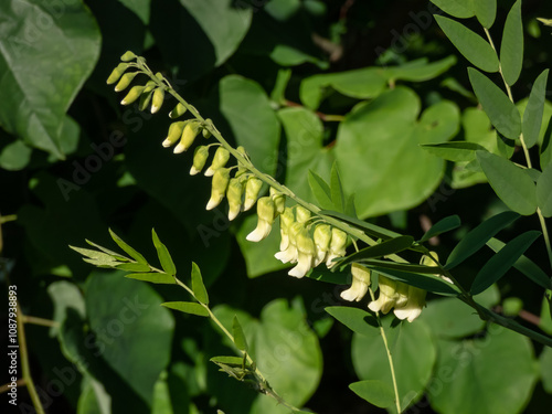 Shrubby sophora (Sophora flavescens) growing in a park and flowering with long racemes with slender pale yellow flowers