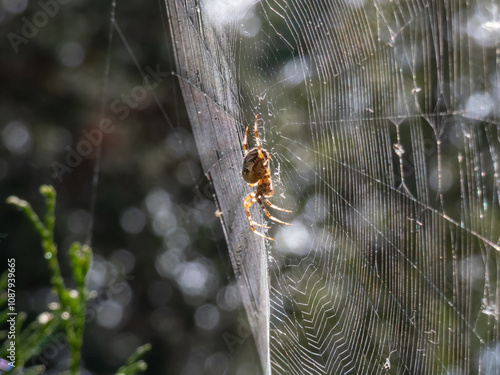 Close-up of the European garden spider, cross orb-weaver (Araneus diadematus) from the side hanging in the web with blurred background