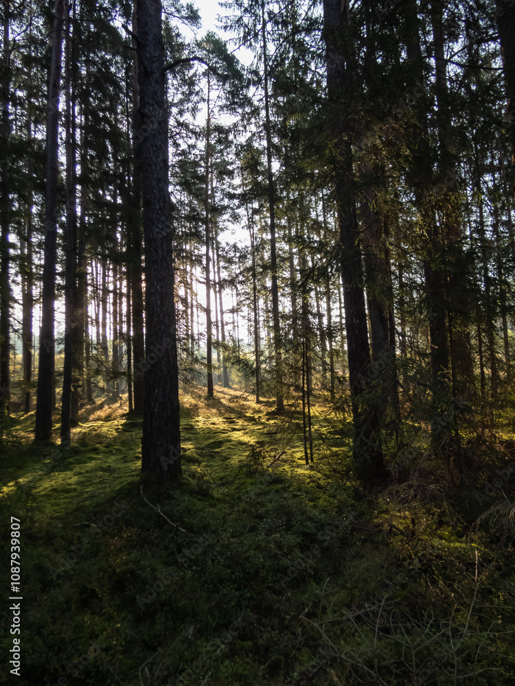 Fototapeta premium Misty, calm sunrise morning in the forest with golden sunlight shining through trees. Dreamy scenery in woods