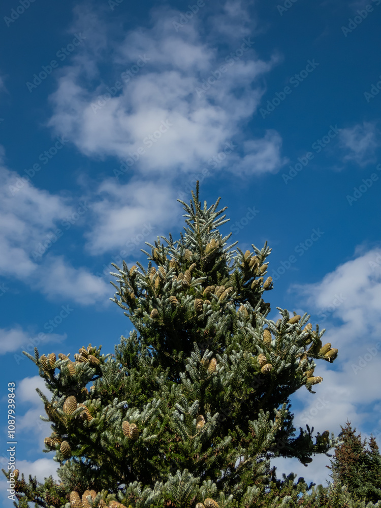 Green cones of Korean Fir (Abies koreana) Horstmann's Silberlocke evergreen conifer with dark green needles in summer