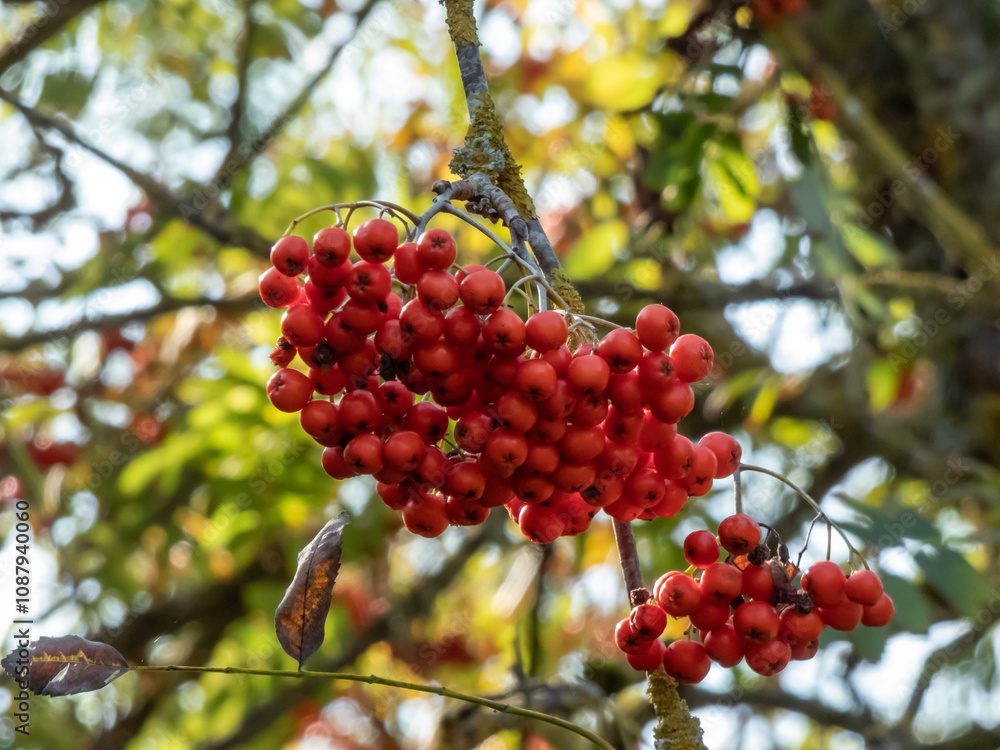 Close-up of ripe Rowan fruits growing on a rowan tree in autumn Close-up of ripe Rowan fruits growing on a rowan tree in autumn