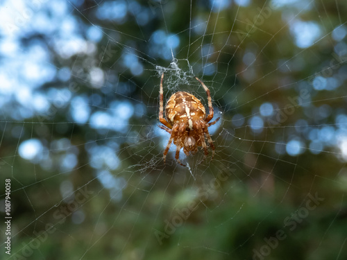 Cross orb-weaver (Araneus diadematus) showing the white markings across the dorsal abdomen hanging in the web with green foliage in background photo