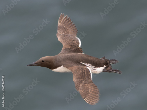 Guillemot
