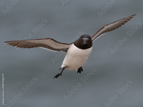 Razorbill