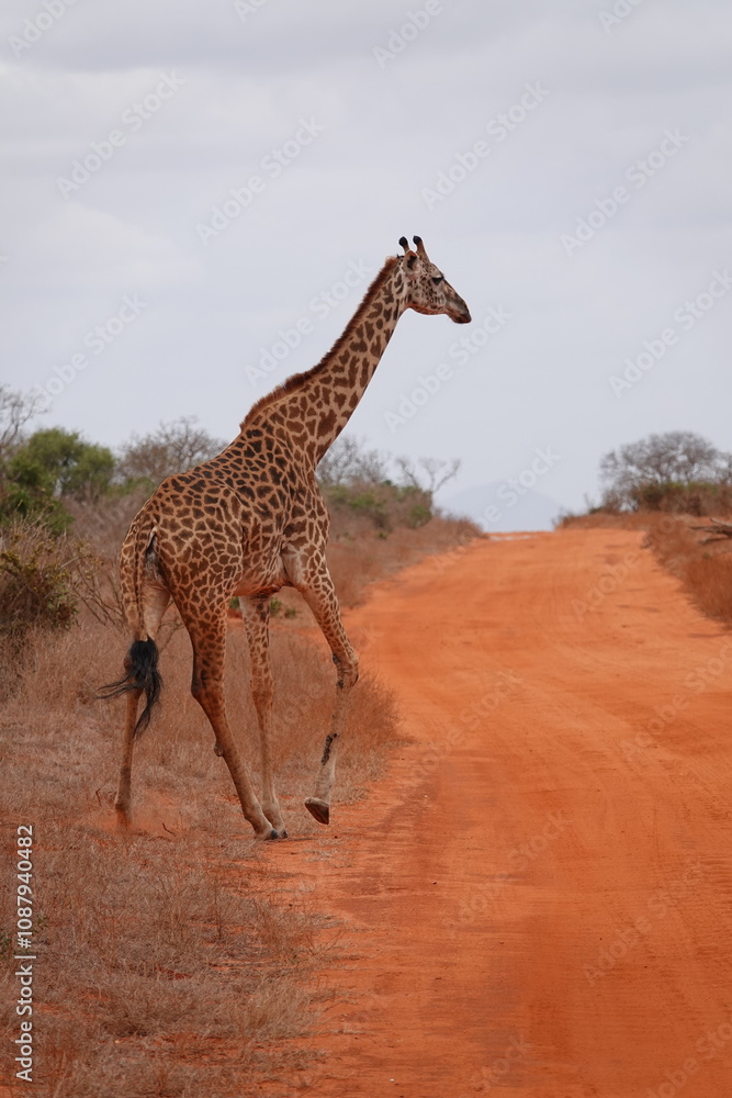 Obraz premium A giraffe walking along a red dirt road in Tsavo East National Park, Kenya. Surrounded by dry vegetation and an expansive savanna landscape under an overcast sky.