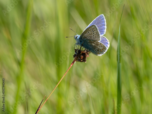 Common Blue.Polyommatus icarus
