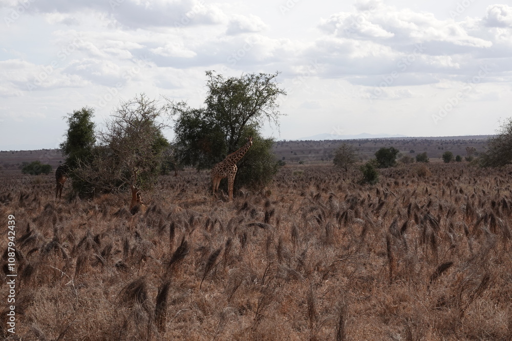 A giraffe walking along a red dirt road in Tsavo East National Park, Kenya. Surrounded by dry vegetation and an expansive savanna landscape under an overcast sky. A giraffe walking along a red dirt road in Tsavo East National Park, Kenya. Surrounded by dry vegetation and an expansive savanna landscape under an overcast sky.
