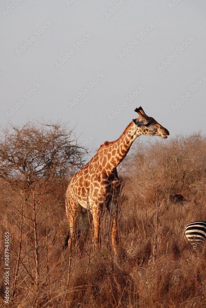 Fototapeta premium A giraffe walking along a red dirt road in Tsavo East National Park, Kenya. Surrounded by dry vegetation and an expansive savanna landscape under an overcast sky.