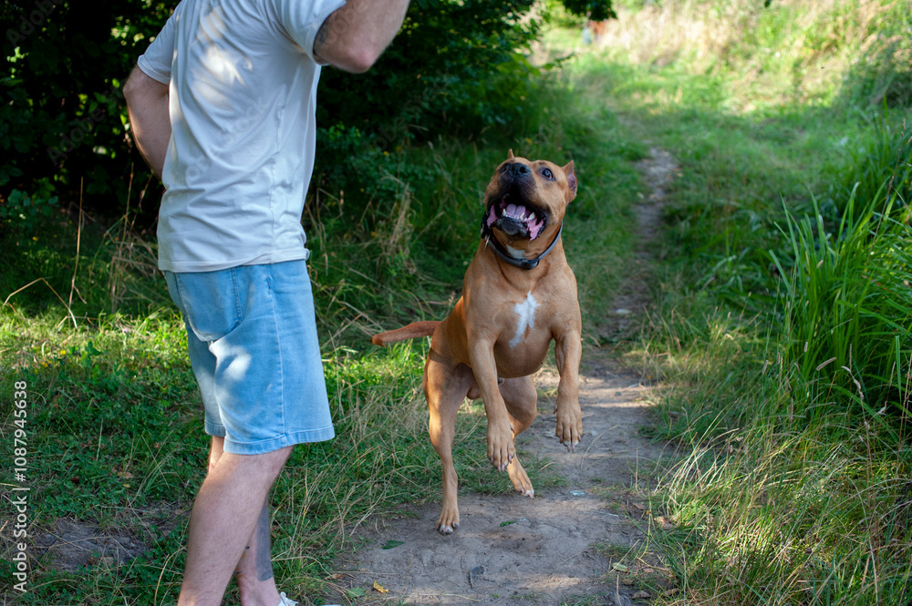 The American Staffordshire terrier is a warrior without fear or reproach, a strong, intelligent and loyal dog will protect you in any situation. The American Staffordshire terrier is a warrior without fear or reproach, a strong, intelligent and loyal dog will protect you in any situation.