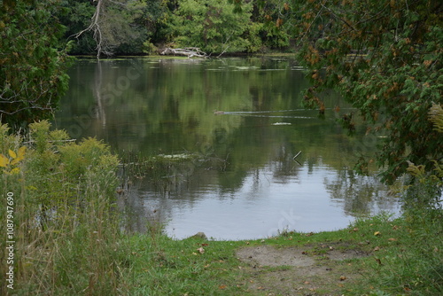 reflection of green trees in water,