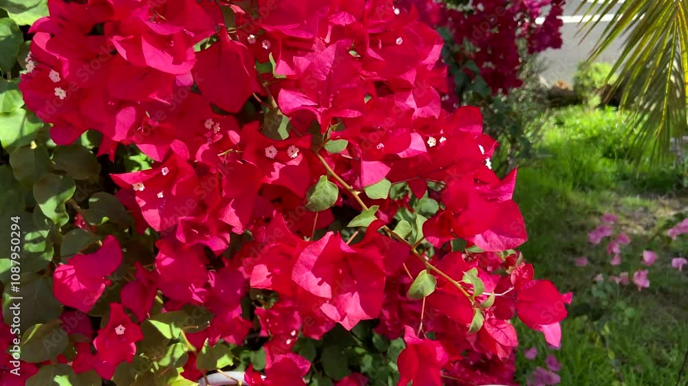 Pink magenta bougainvillea flowers as a floral background.Ornamental plants concept,4K video