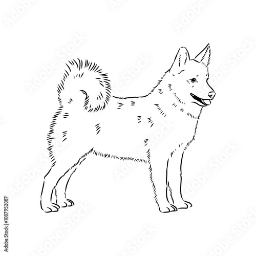 norrbottenspets dog, vector sketch dog drawn in full growth by hand sketch photo