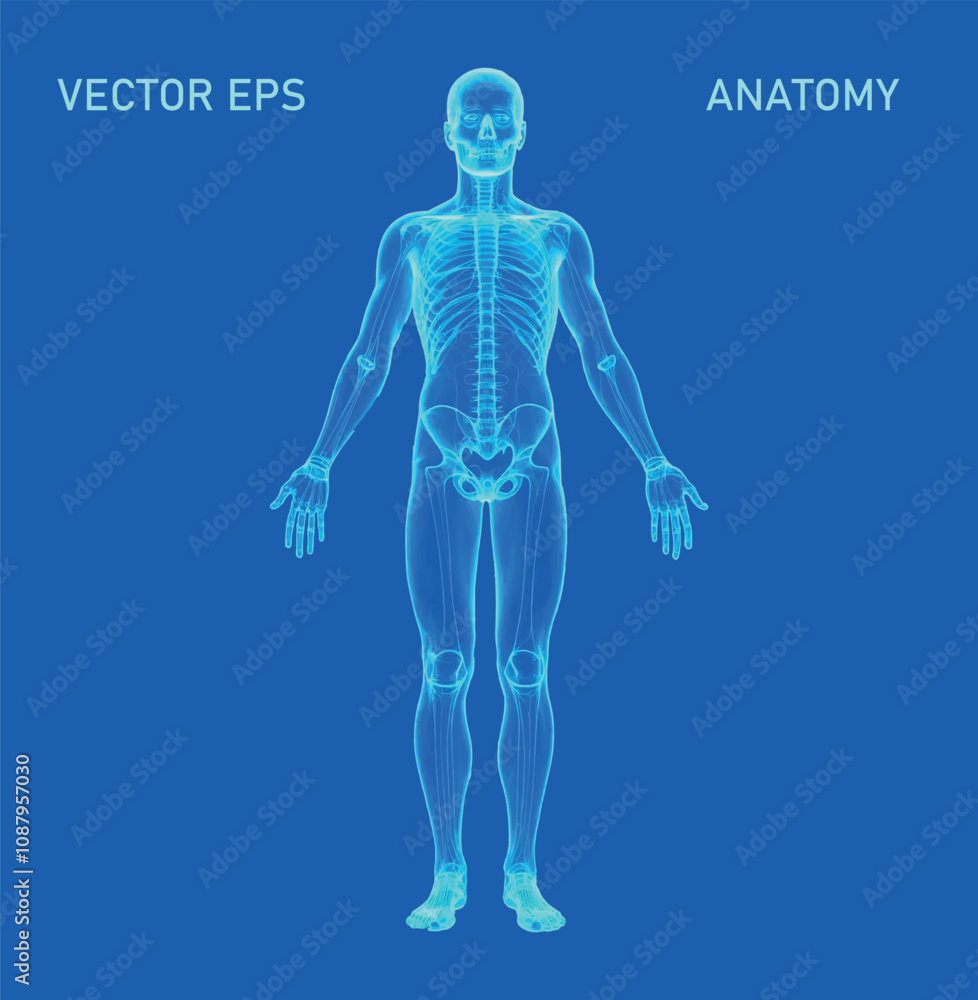 A futuristic depiction of the human body, rendered as a polygonal wireframe silhouette on a vivid blue background. This abstract low-poly illustration captures the essence of modern digital aesthetics A futuristic depiction of the human body, rendered as a polygonal wireframe silhouette on a vivid blue background. This abstract low-poly illustration captures the essence of modern digital aesthetics