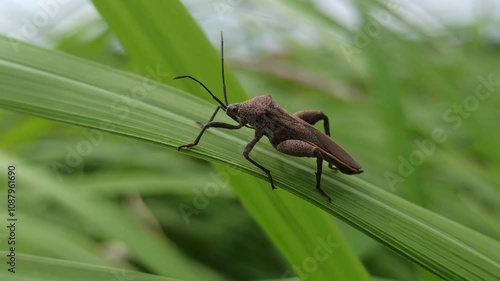 Leptocorisa Oratorius photo