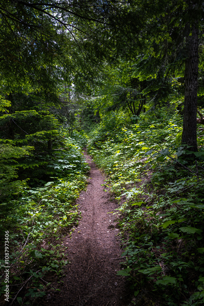 Lakeshore Trail along the Distillery Bay, Priest Lake, ID Lakeshore Trail along the Distillery Bay, Priest Lake, ID